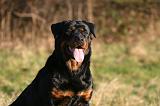 ROTTWEILER 666